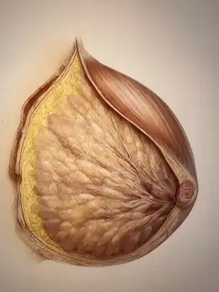 乳房の断面構造を描いたAI生成の解剖イラスト